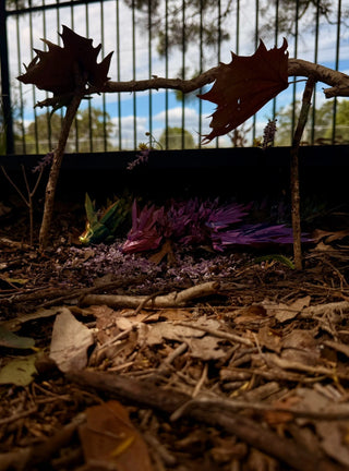 Building a House Inspired by Nature: Methodology for Your Dragon in the Bush